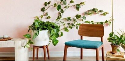 室內植物牆
